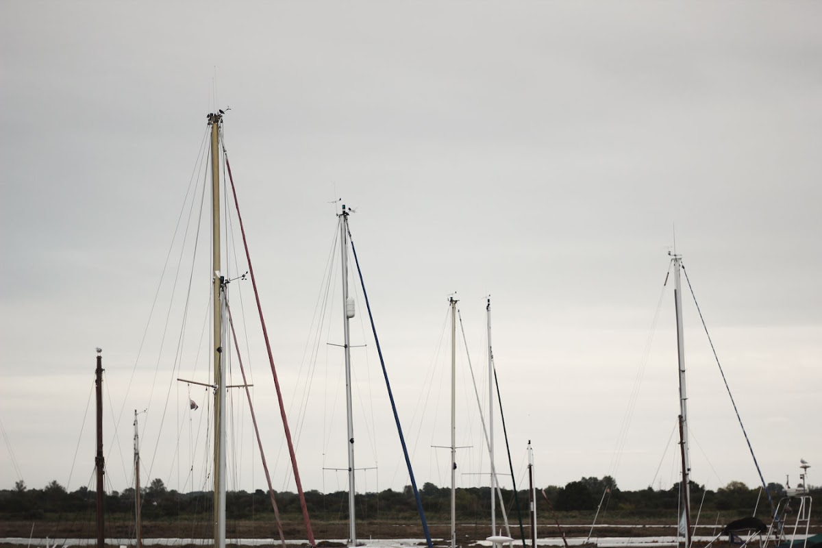 maldon yacht club