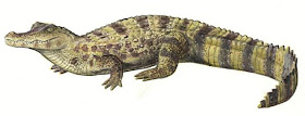 caiman de anteojos Caiman crocodylus reptiles de América