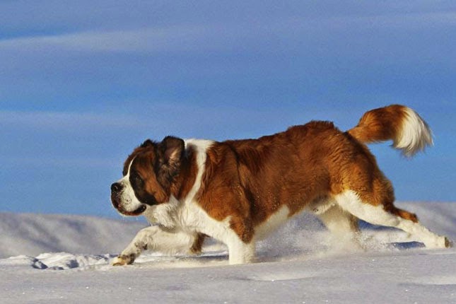 Everything about your Saint Bernard - LUV My dogs