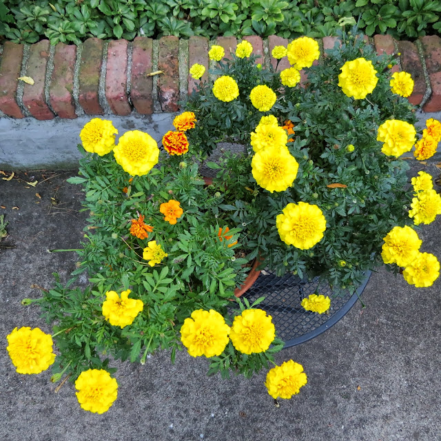 The-Last-of-the-Marigolds