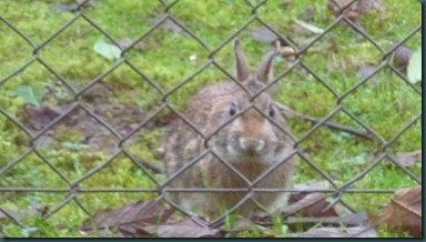 rabbit 005