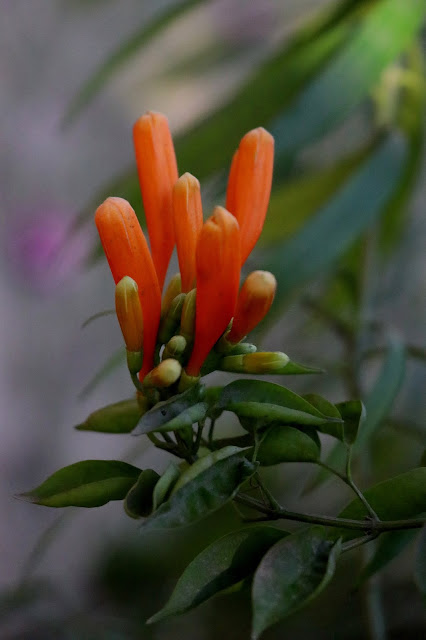 Snapshot of Ceratostylis Flower