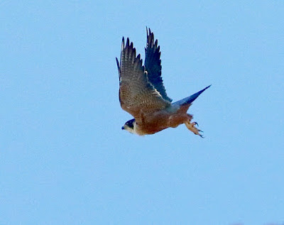 "Peregrine Falcon (Shaheen) Falco peregrinus, taking off from a tower."