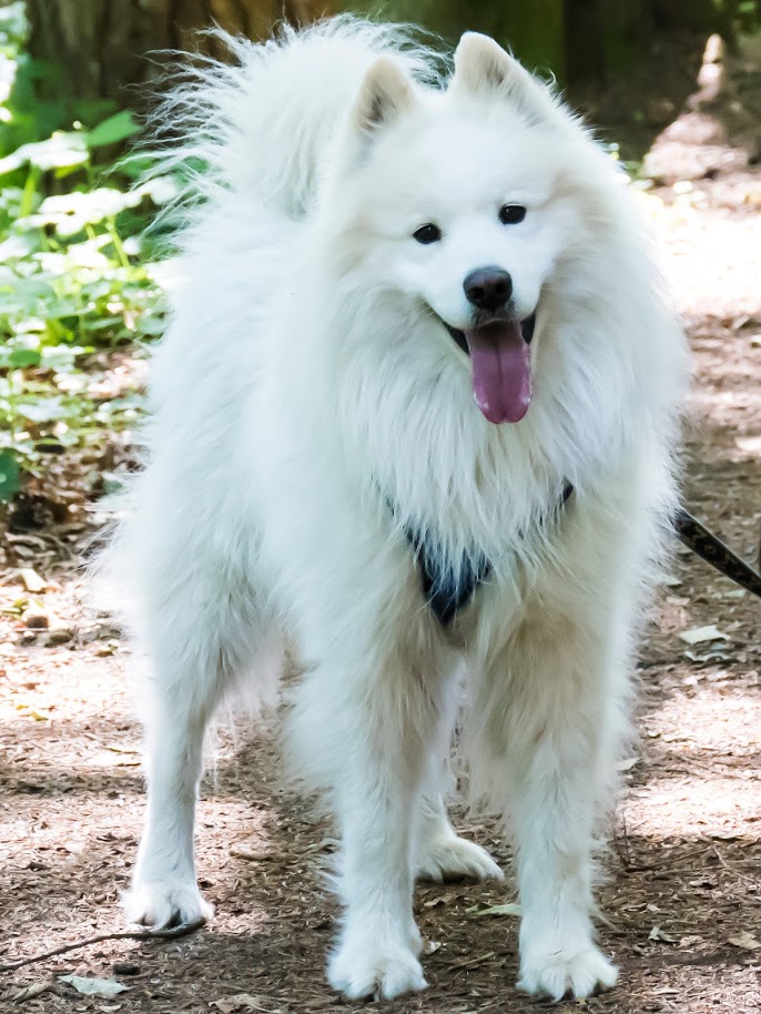 88+ Samoyed Happy Birthday