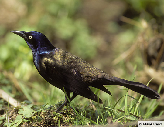 common grackle male. 2010 common grackle bird.