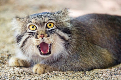 Pallas Cat Kucing Hantu Yang Hampir Punah