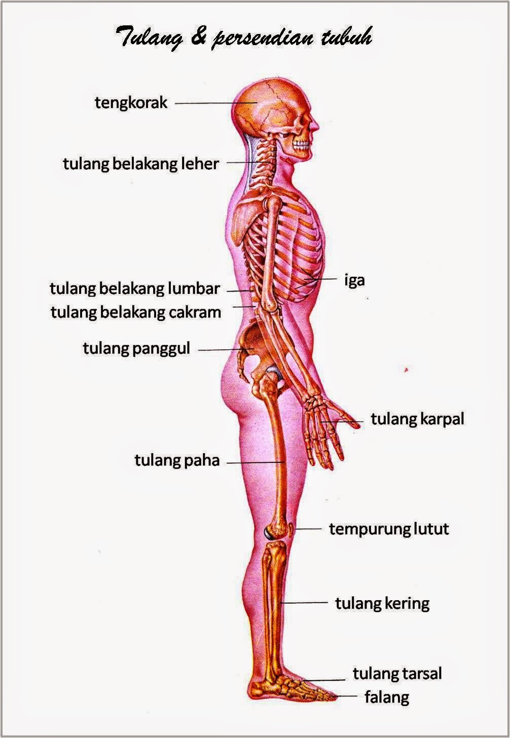 GAMBAR ANATOMI ORGAN TUBUH MANUSIA Freewaremini