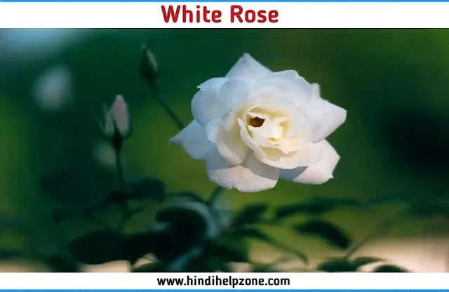 Beautiful white Flowers Names with Pictures