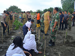 Cegah Abrasi, Kodim Kendal Tanam 8000 Batang Bibit Pohon di Pantai Kendal