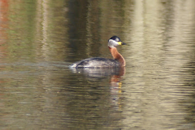 Readhalsdûker - Roodhalsfuut - Podiceps grisegena