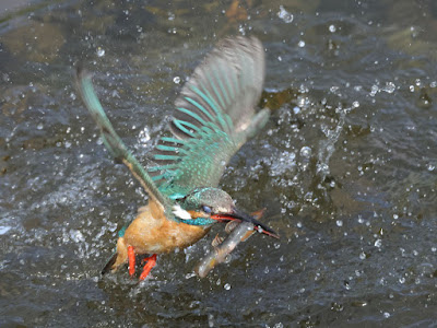 カワセミの水面飛出し1-2/2 黒目川 Canon EOS R7にて撮影