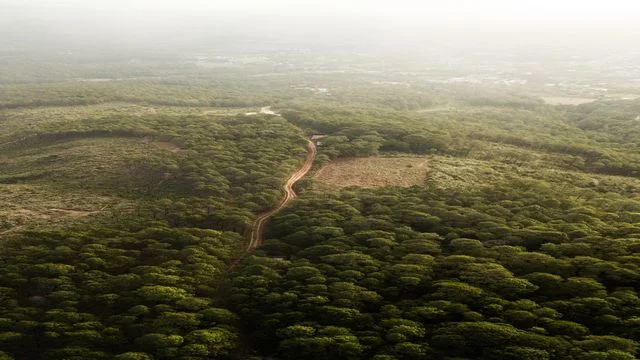 El Devastador impacto de La Tala Indiscriminada en nuestro medio ambiente: Una llamada de atención para todos