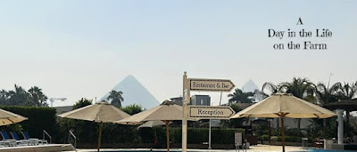 Giza Pyramid from Hotel