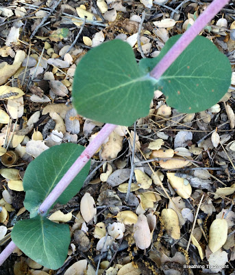 Symphoricarpos rotundifolius var. parishii  (Parish's snowberry)