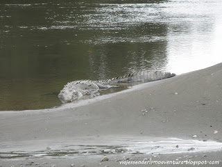 Cocodrilo en el Parque Nacional Corcovado