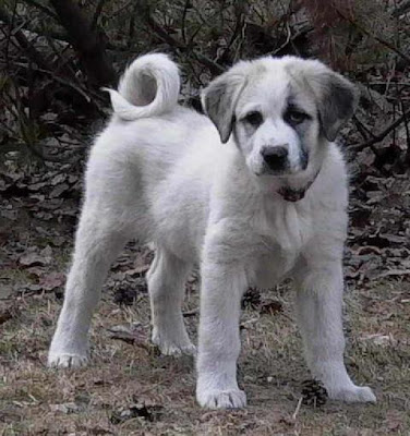 Anatolian Shepherd Working Dog