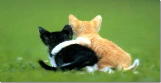 Law-of-Friendship