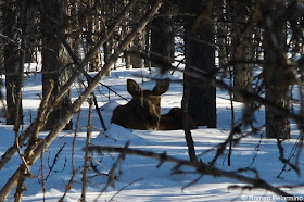 Swedish Moose Outdoor Winter Activities in Sweden's Lapland