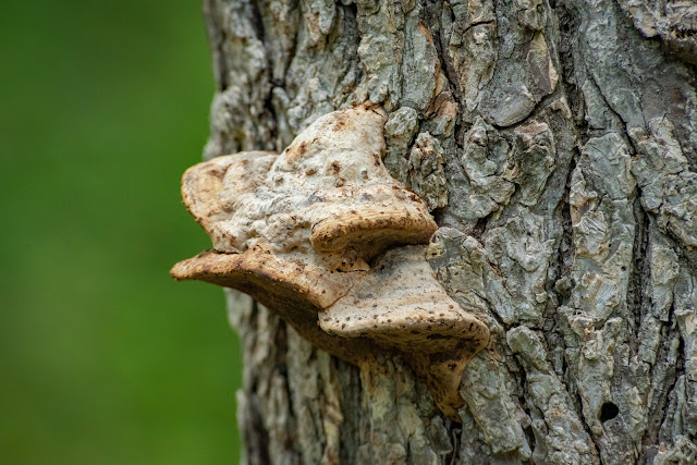 Oak Mazegill, Heard Natural Science Museum & Wildlife Center