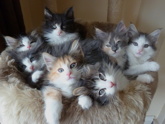 Norwegian Forest Kittens photo