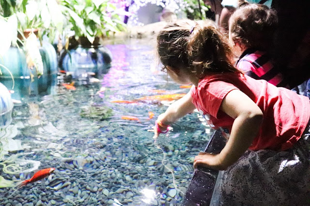 cineaqua-bassin-caliner-poisson-aquarium-paris