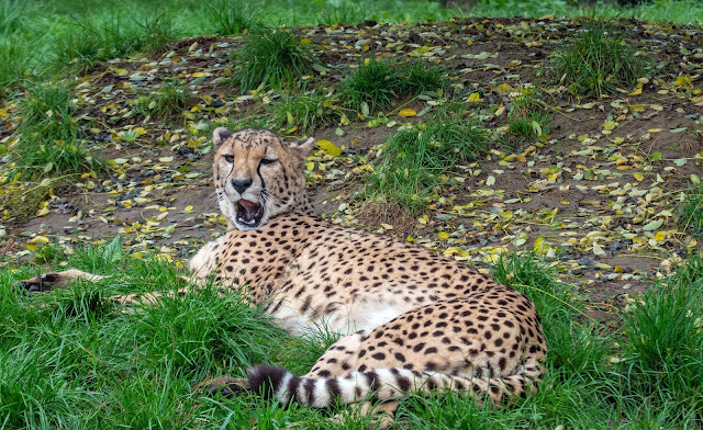 www.jetjesdag.nl | Mari Kapteijns | Cheetah of jachtluipaard |