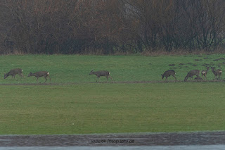 Wildlifefotografie Rehe Naturfotografie Lippeaue Olaf Kerber