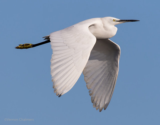 Little Egret in Flight: Canon EOS 7D Mark II @ 400mm Manual Mode: f/6.3 / ISO 200 / 1/2000s - Woodbridge Island, Cape Town