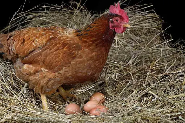6 signs that your chickens will start laying soon