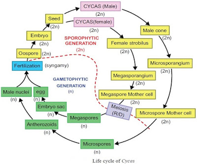 Life-cycle-cycas