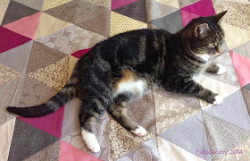 Suzi the cat helps with the Triangle Quilt Along
