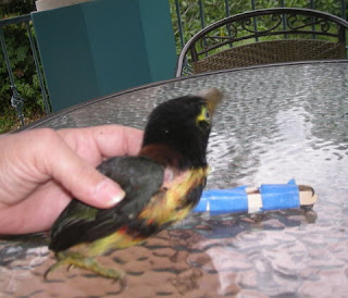 Touky, collared Aracari, Pteroglossus torquatus, La Ceiba, Honduras