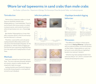 Poster titled, "More larval tapeworms in sand crabs than mole crabs" with all plots the same size.