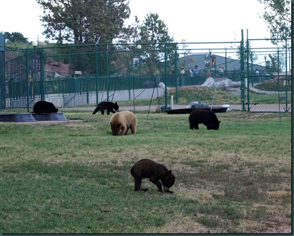 Mt Rushmore and Bear Country 145
