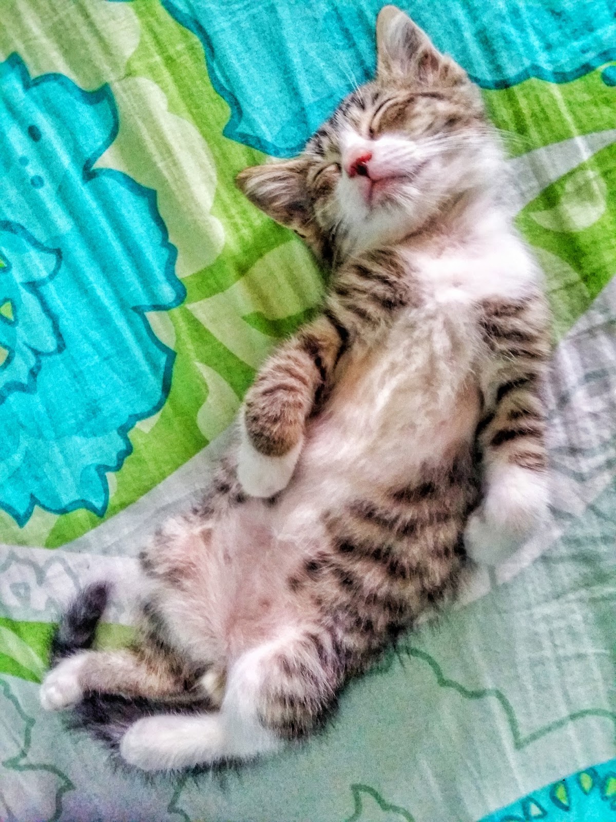 Koleksi Gambar Penuh Kasih Sayang Seorang Pencinta Kucing 