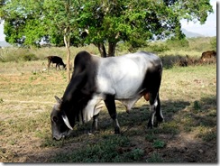 Ana Loureiro - Fazenda Turco em Delmiro Gouveia - Touro Garoto I - Trabalhada