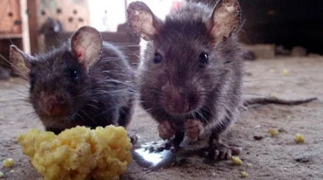 Rodent Control