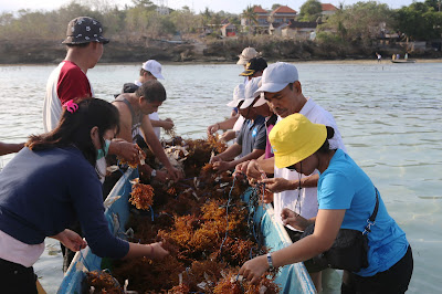 Panen Penanaman Rumput Laut pertama dengan metode Demplot Di Lembongan 