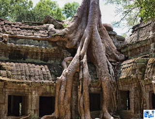 Wooden Tree House