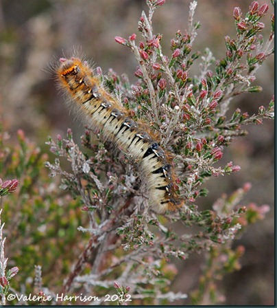 33-northern-eggar
