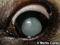 Dog Eye Cataract