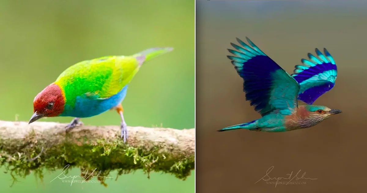 Photographer Captures America's Most Colourful Rainforest Birds In A Fantastic Collection That Will Blow You Away!
