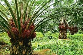 Cara menanam kelapa sawit