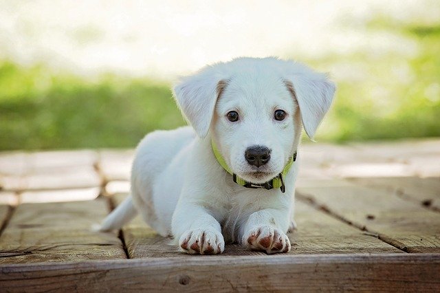 Can Dogs Eat Jello? Is Jello Good For Dogs?