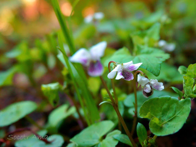 Viola verecunda