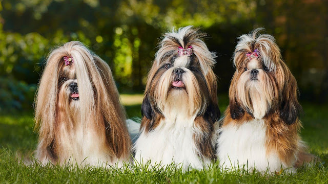 Qual a ração que o Shih Tzu mais gosta