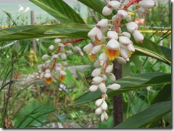 clip_image006