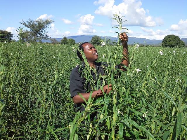 Kilimo kilichogeuka mahangaiko