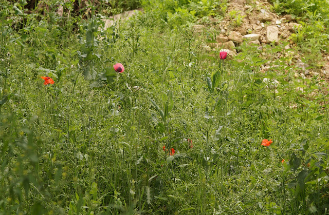 wildflowers in Norfolk in spring