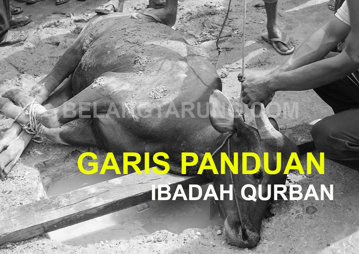 Garis Panduan Tempoh Qurban, Hukum Pembahagian Daging 